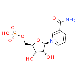 β-煙酰胺單核苷酸；NMN